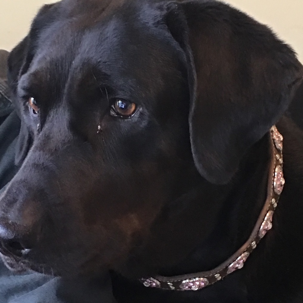 Meet your Posher, Shelaine